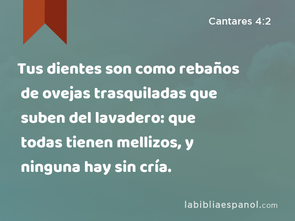 Tus dientes son como rebaños de ovejas trasquiladas que suben del lavadero: que todas tienen mellizos, y ninguna hay sin cría. - Cantares 4:2