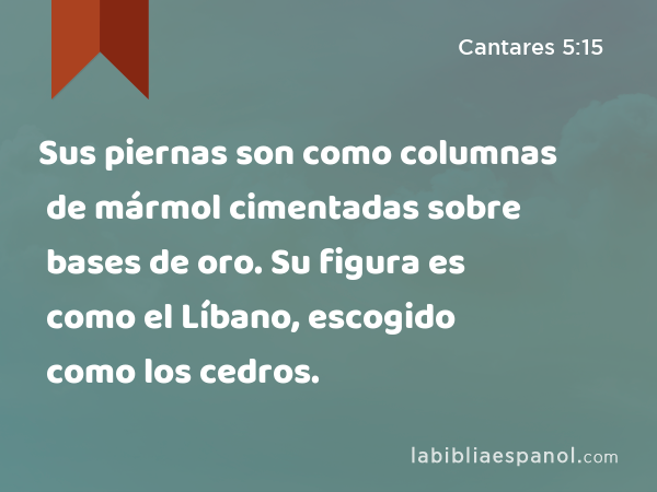 Sus piernas son como columnas de mármol cimentadas sobre bases de oro. Su figura es como el Líbano, escogido como los cedros. - Cantares 5:15