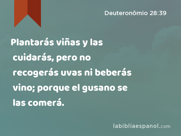 Plantarás viñas y las cuidarás, pero no recogerás uvas ni beberás vino; porque el gusano se las comerá. - Deuteronômio 28:39