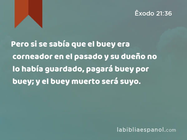 Pero si se sabía que el buey era corneador en el pasado y su dueño no lo había guardado, pagará buey por buey; y el buey muerto será suyo. - Êxodo 21:36