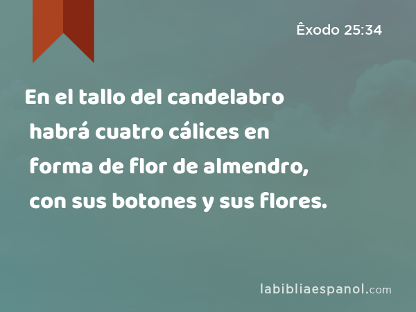 En el tallo del candelabro habrá cuatro cálices en forma de flor de almendro, con sus botones y sus flores. - Êxodo 25:34