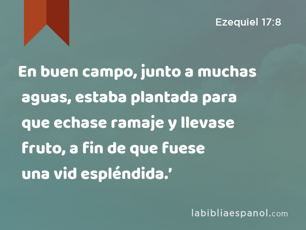 En buen campo, junto a muchas aguas, estaba plantada para que echase ramaje y llevase fruto, a fin de que fuese una vid espléndida.’ - Ezequiel 17:8