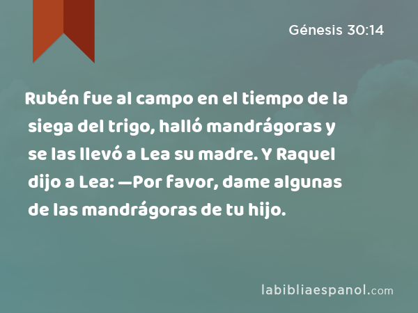 Rubén fue al campo en el tiempo de la siega del trigo, halló mandrágoras y se las llevó a Lea su madre. Y Raquel dijo a Lea: —Por favor, dame algunas de las mandrágoras de tu hijo. - Génesis 30:14