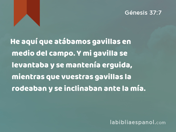 He aquí que atábamos gavillas en medio del campo. Y mi gavilla se levantaba y se mantenía erguida, mientras que vuestras gavillas la rodeaban y se inclinaban ante la mía. - Génesis 37:7