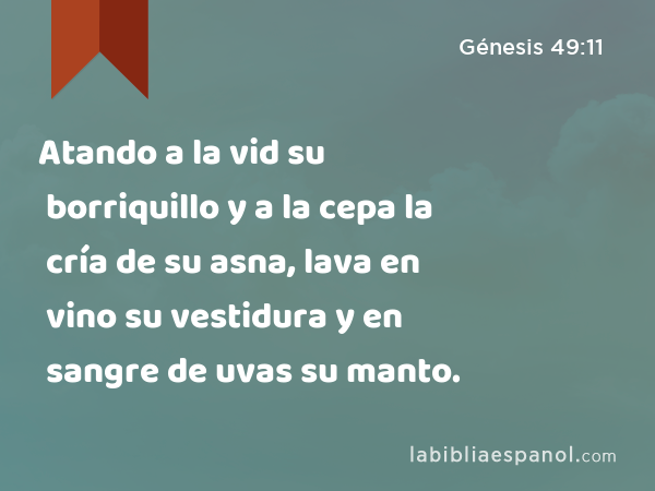 Atando a la vid su borriquillo y a la cepa la cría de su asna, lava en vino su vestidura y en sangre de uvas su manto. - Génesis 49:11