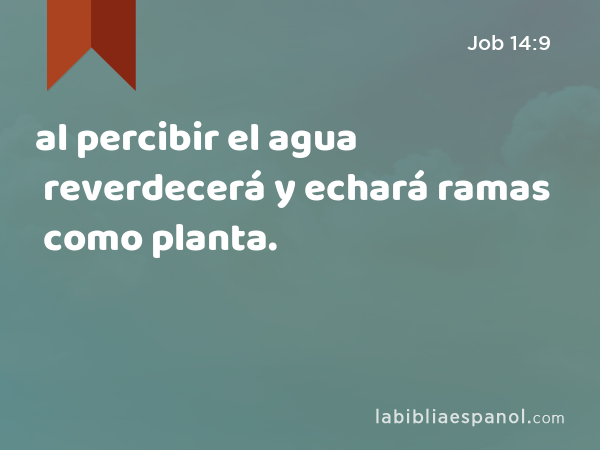 al percibir el agua reverdecerá y echará ramas como planta. - Job 14:9