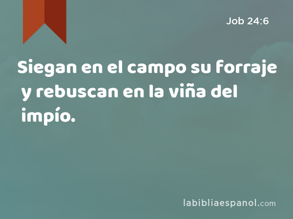 Siegan en el campo su forraje y rebuscan en la viña del impío. - Job 24:6