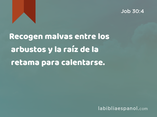 Recogen malvas entre los arbustos y la raíz de la retama para calentarse. - Job 30:4