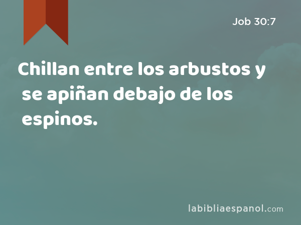 Chillan entre los arbustos y se apiñan debajo de los espinos. - Job 30:7