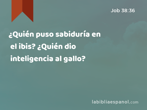 ¿Quién puso sabiduría en el ibis? ¿Quién dio inteligencia al gallo? - Job 38:36