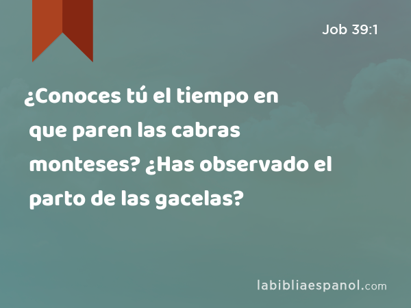 ¿Conoces tú el tiempo en que paren las cabras monteses? ¿Has observado el parto de las gacelas? - Job 39:1