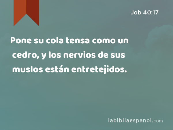 Pone su cola tensa como un cedro, y los nervios de sus muslos están entretejidos. - Job 40:17