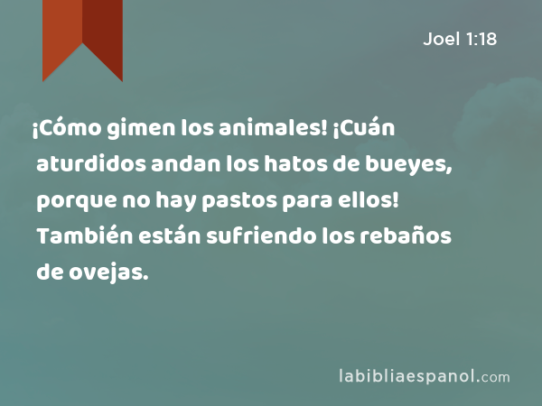 ¡Cómo gimen los animales! ¡Cuán aturdidos andan los hatos de bueyes, porque no hay pastos para ellos! También están sufriendo los rebaños de ovejas. - Joel 1:18