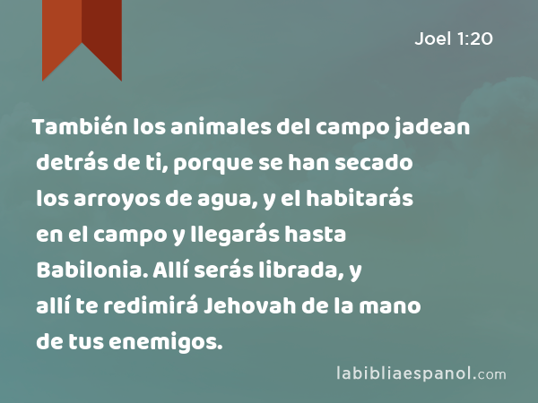 También los animales del campo jadean detrás de ti, porque se han secado los arroyos de agua, y el habitarás en el campo y llegarás hasta Babilonia. Allí serás librada, y allí te redimirá Jehovah de la mano de tus enemigos. - Joel 1:20