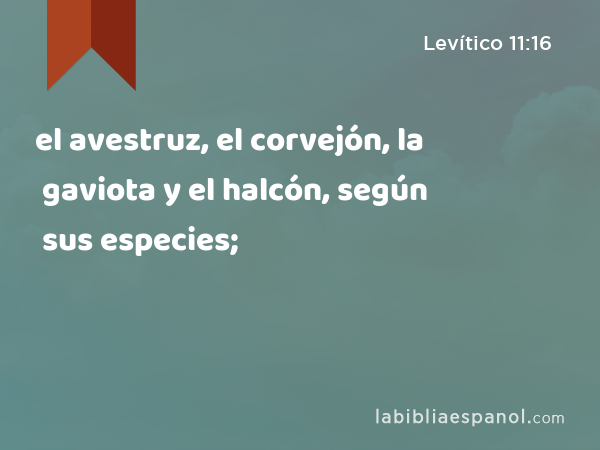 el avestruz, el corvejón, la gaviota y el halcón, según sus especies; - Levítico 11:16