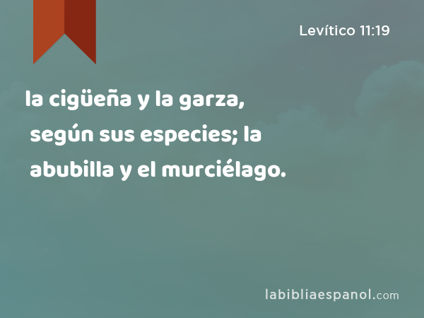 la cigüeña y la garza, según sus especies; la abubilla y el murciélago. - Levítico 11:19