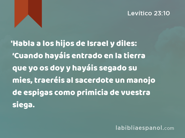 'Habla a los hijos de Israel y diles: ‘Cuando hayáis entrado en la tierra que yo os doy y hayáis segado su mies, traeréis al sacerdote un manojo de espigas como primicia de vuestra siega. - Levítico 23:10