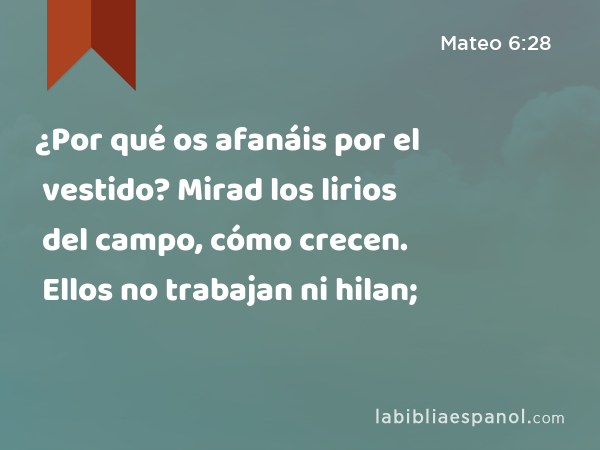 ¿Por qué os afanáis por el vestido? Mirad los lirios del campo, cómo crecen. Ellos no trabajan ni hilan; - Mateo 6:28