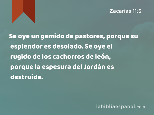 Se oye un gemido de pastores, porque su esplendor es desolado. Se oye el rugido de los cachorros de león, porque la espesura del Jordán es destruida. - Zacarías 11:3